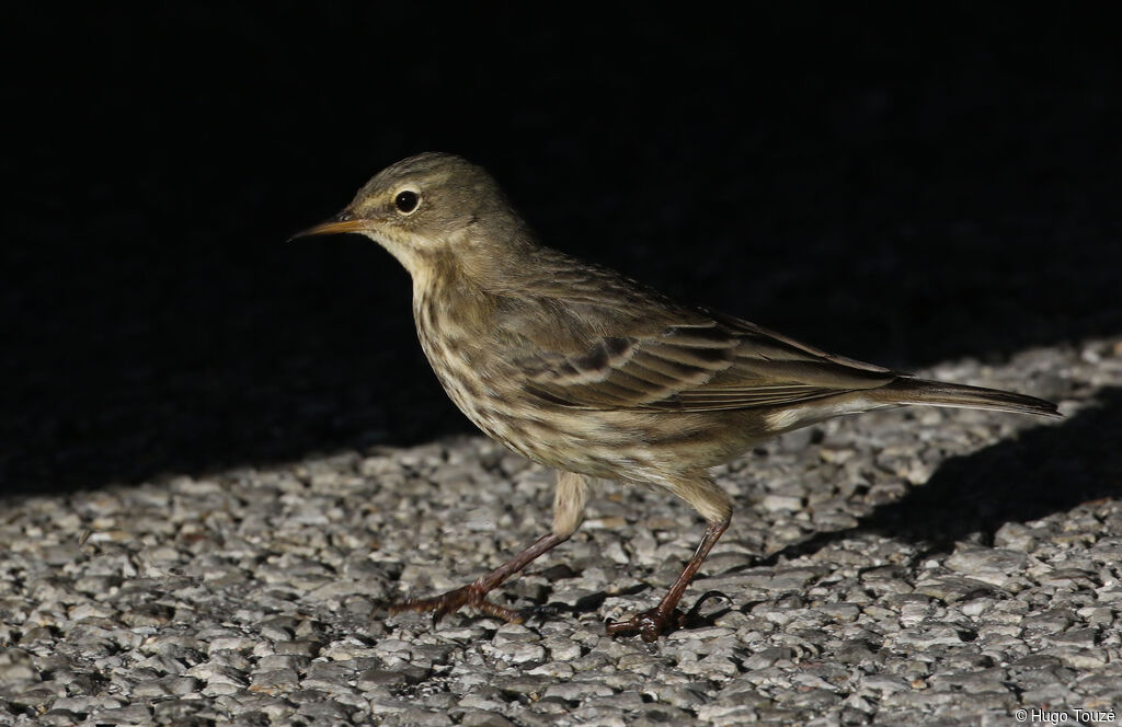 European Rock Pipit