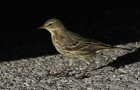 European Rock Pipit