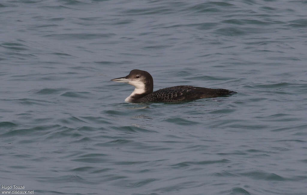 Common LoonSecond year, identification