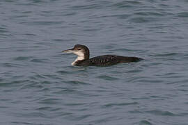 Common Loon