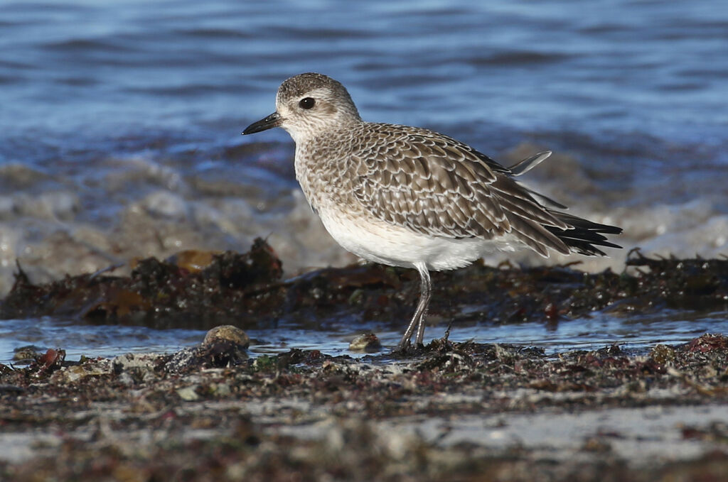 Grey Plover, close-up portrait