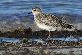 Grey Plover