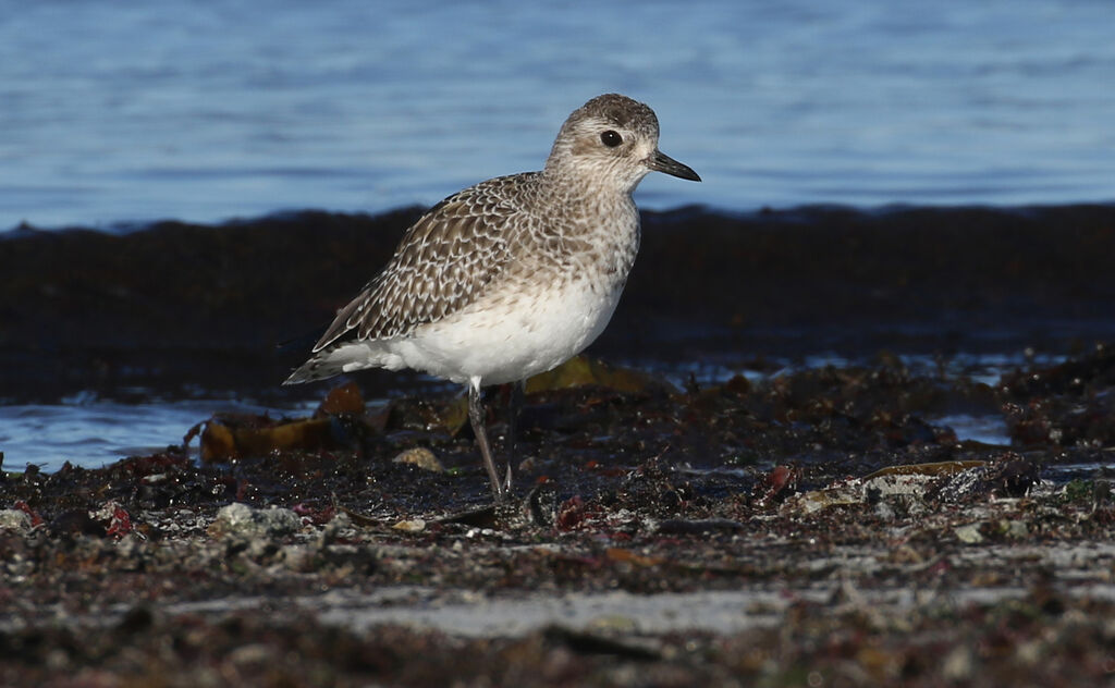 Grey Plover, close-up portrait