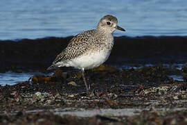 Grey Plover