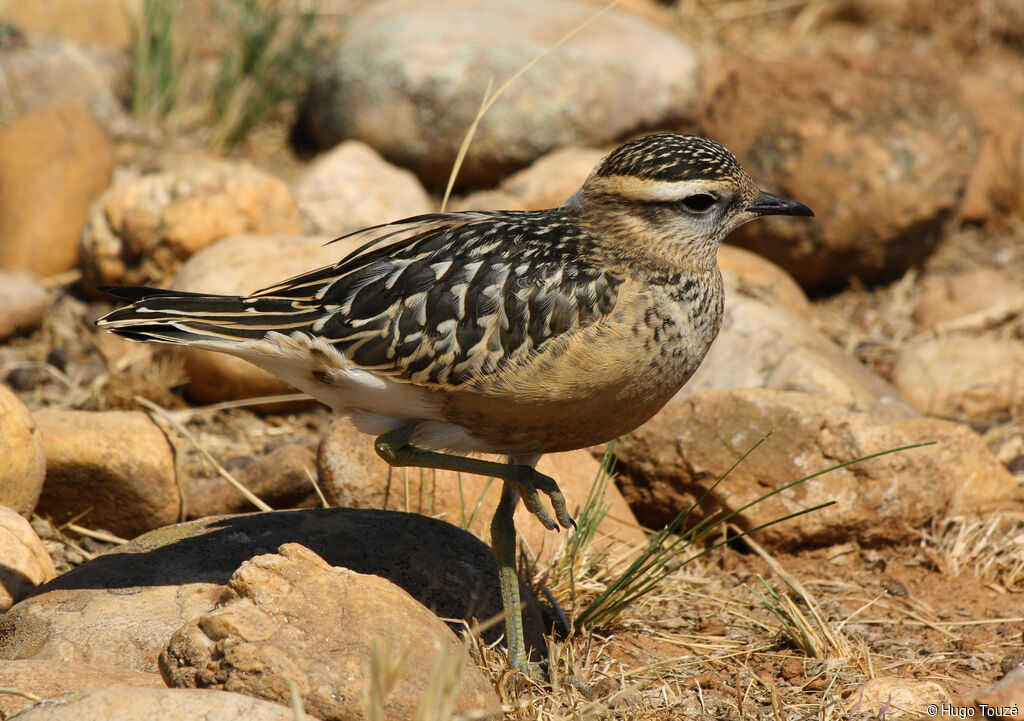 Eurasian Dotterel