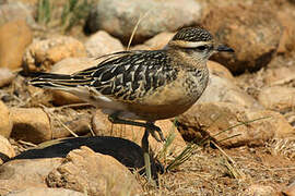 Eurasian Dotterel