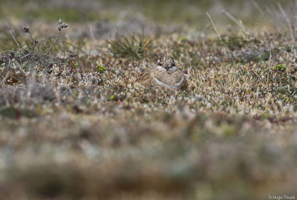 Eurasian Dotterel