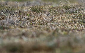 Eurasian Dotterel