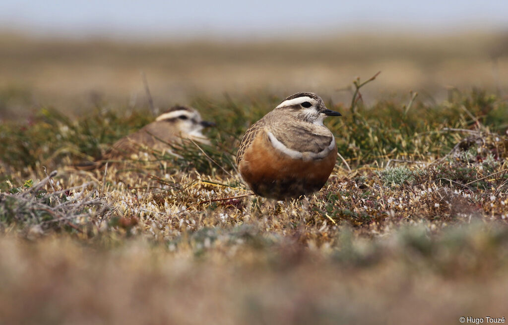 Eurasian Dotterel