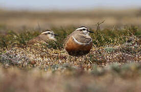 Eurasian Dotterel