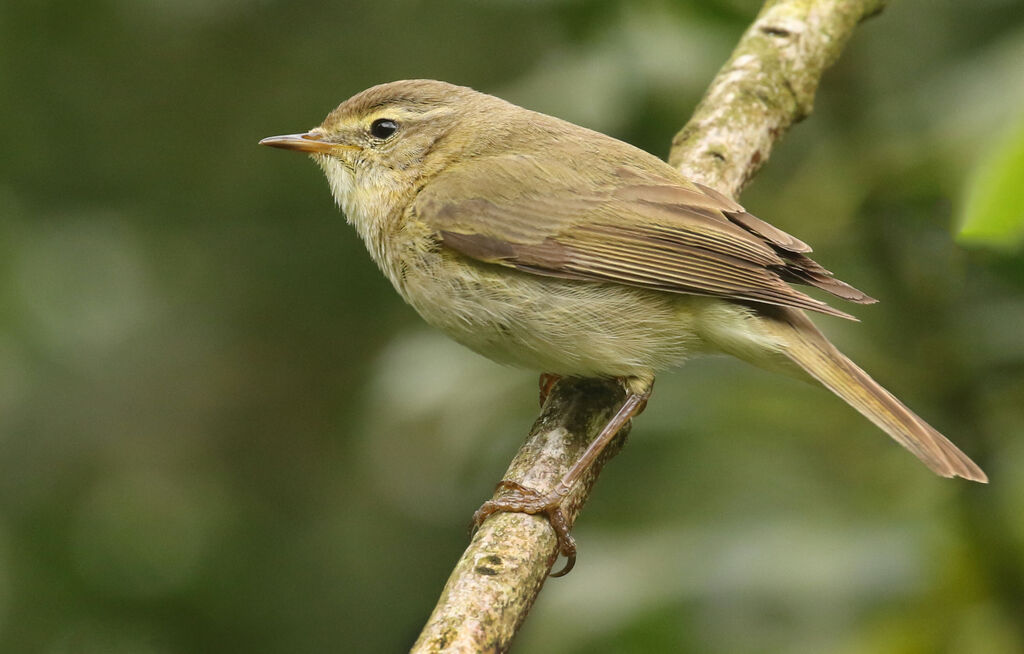 Iberian Chiffchaff male, close-up portrait