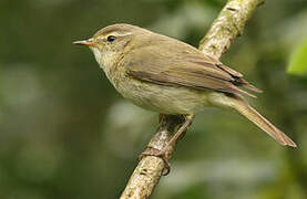 Iberian Chiffchaff