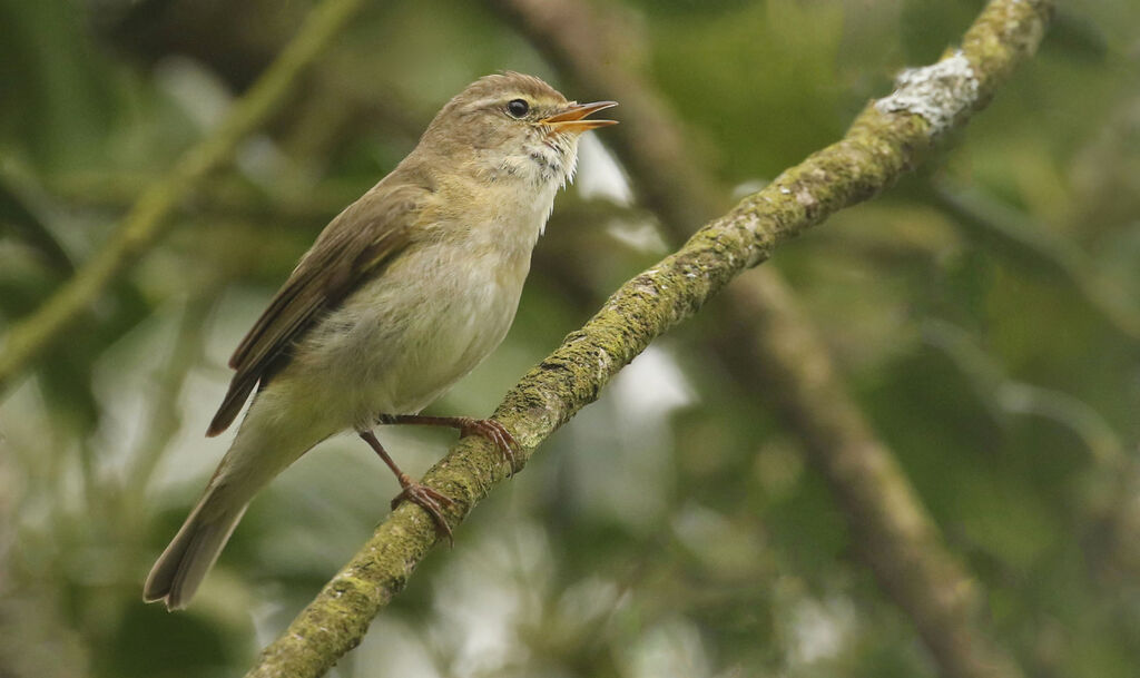 Iberian Chiffchaff, close-up portrait