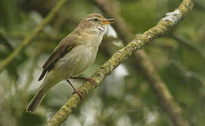 Iberian Chiffchaff