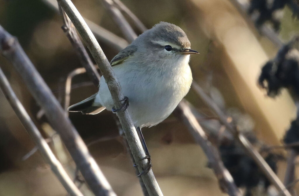 Common Chiffchaff, close-up portrait