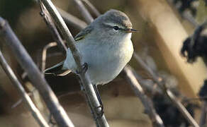 Common Chiffchaff