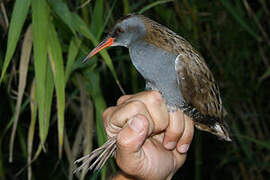 Water Rail