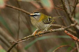 Common Firecrest