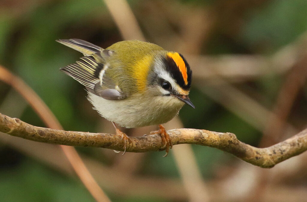 Common Firecrest male adult, close-up portrait