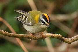 Common Firecrest