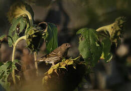 Common Rosefinch