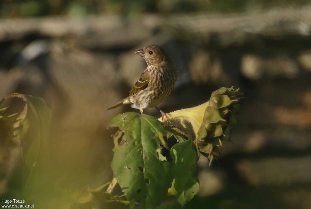 Roselin cramoisi1ère année, identification