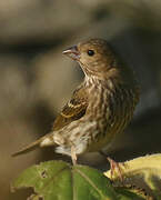 Common Rosefinch