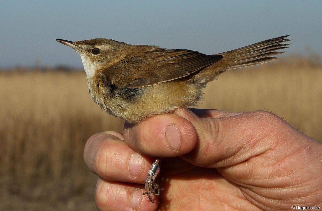 Paddyfield Warbler