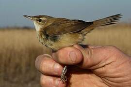 Paddyfield Warbler