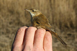 Paddyfield Warbler