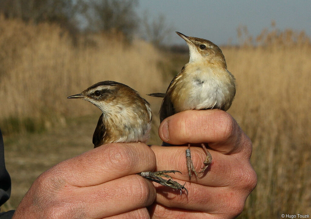 Paddyfield Warbler