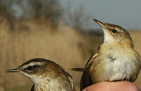 Paddyfield Warbler