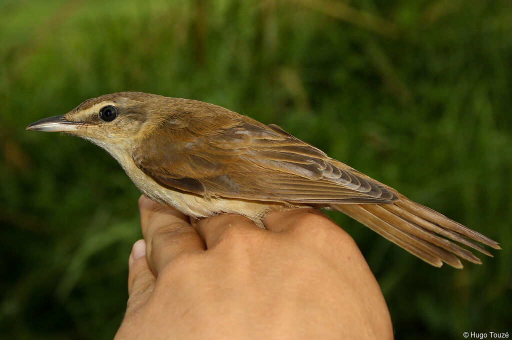 Great Reed WarblerFirst year