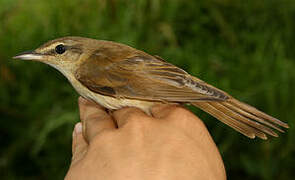 Great Reed Warbler