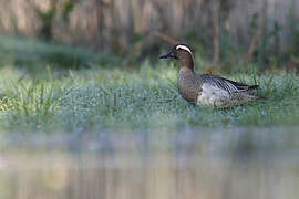 Garganey