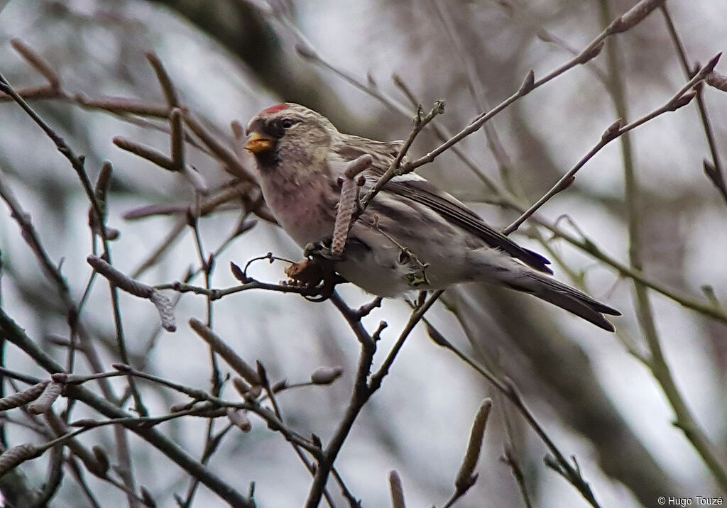 Common Redpoll