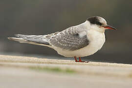 Arctic Tern