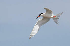 Roseate Tern