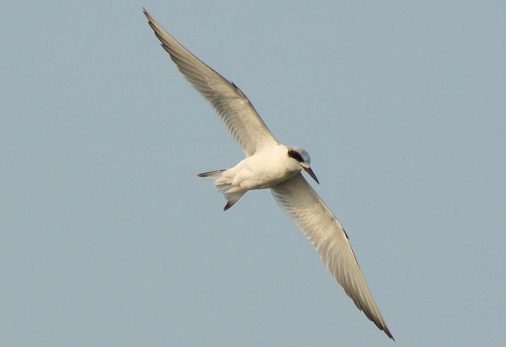 Forster's Tern