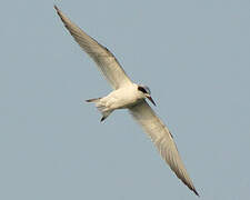 Forster's Tern