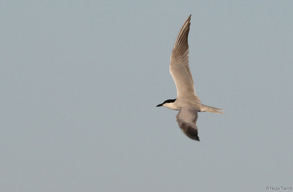 Gull-billed Tern