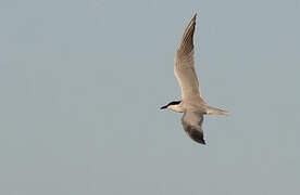 Gull-billed Tern