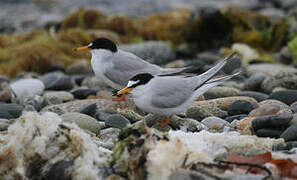 Little Tern