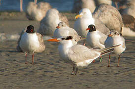 Royal Tern