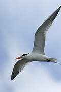 Royal Tern