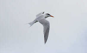 Royal Tern