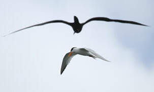 Royal Tern