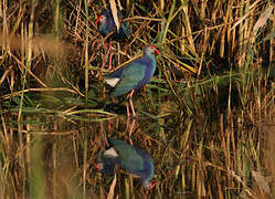 Grey-headed Swamphen