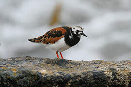 Ruddy Turnstone