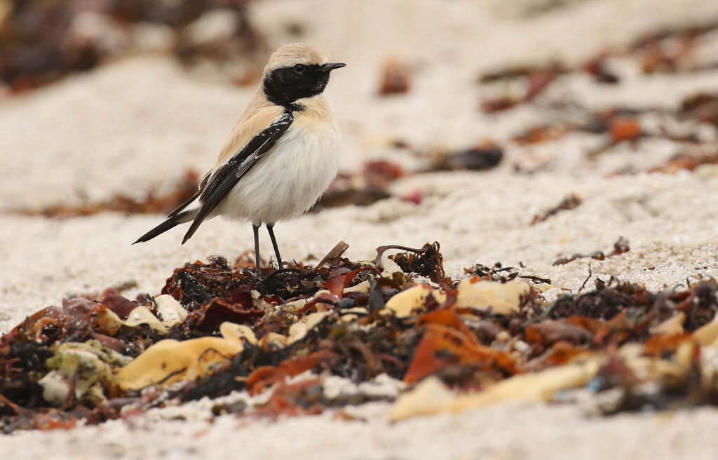 Desert Wheatear male First year, close-up portrait